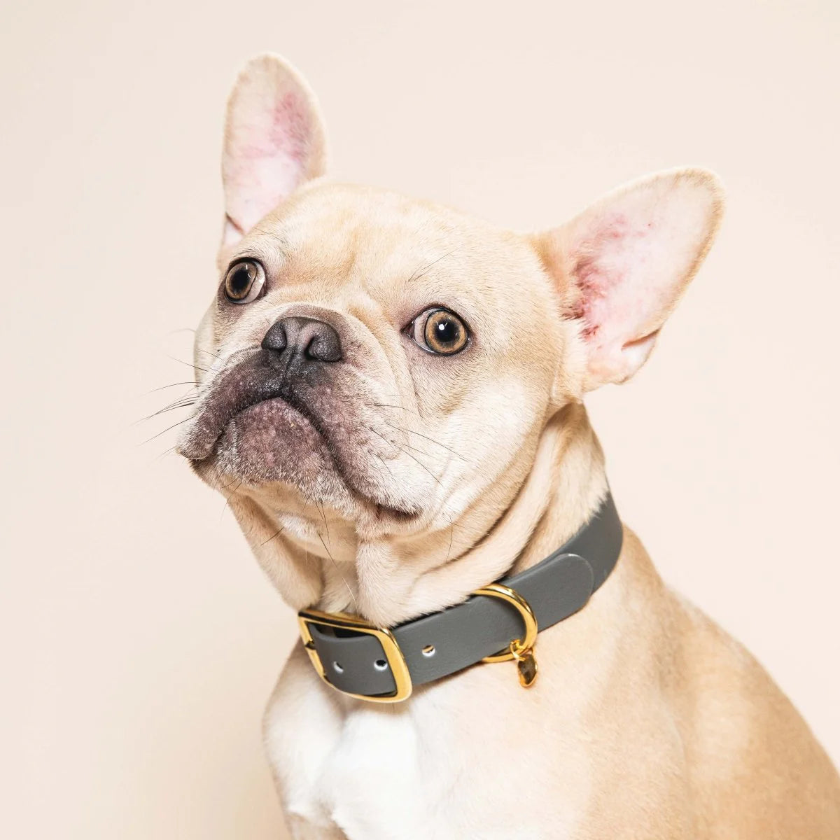 Collier en Biothane pour chien – Fidèle Paris