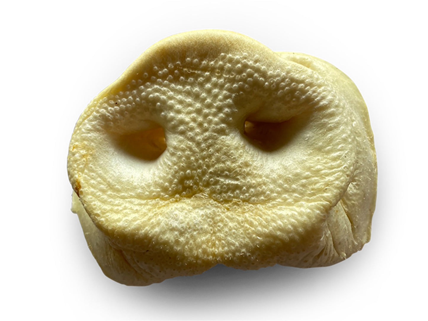 Nez de cochon soufflé pour chien