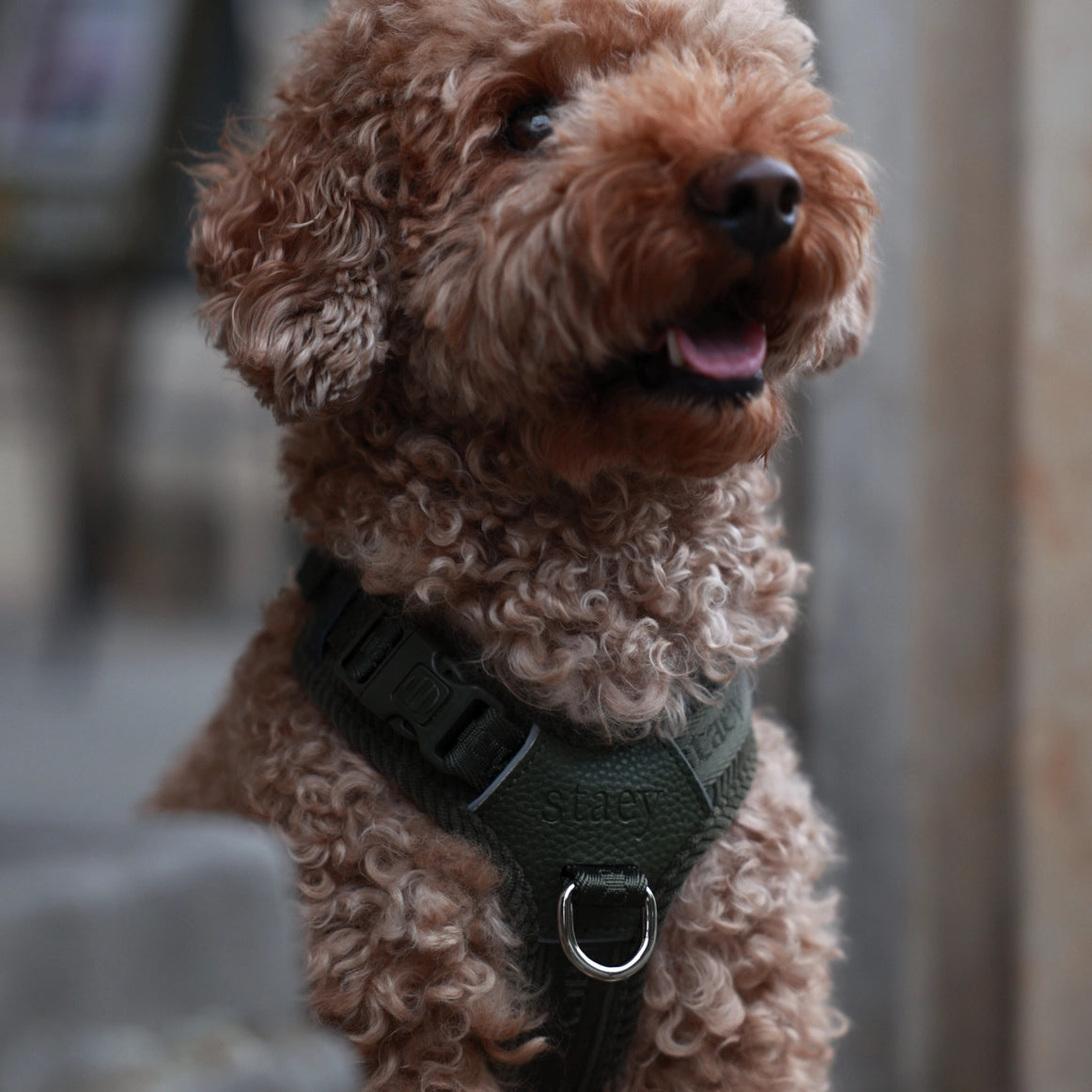 Harnais pour chien NUMA STAEY – Léger, ergonomique et confortable