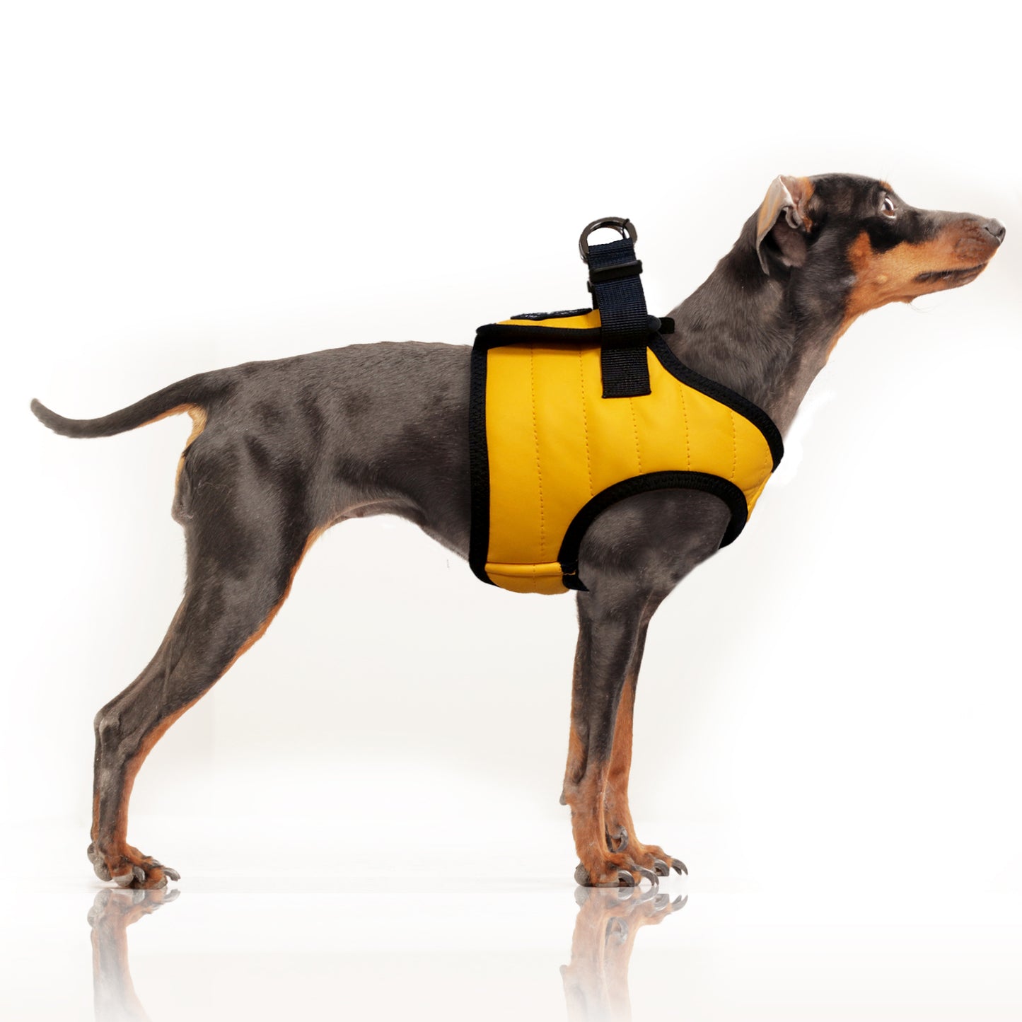 Harnais Veste NAUTIC pour chien – Milk & Pepper