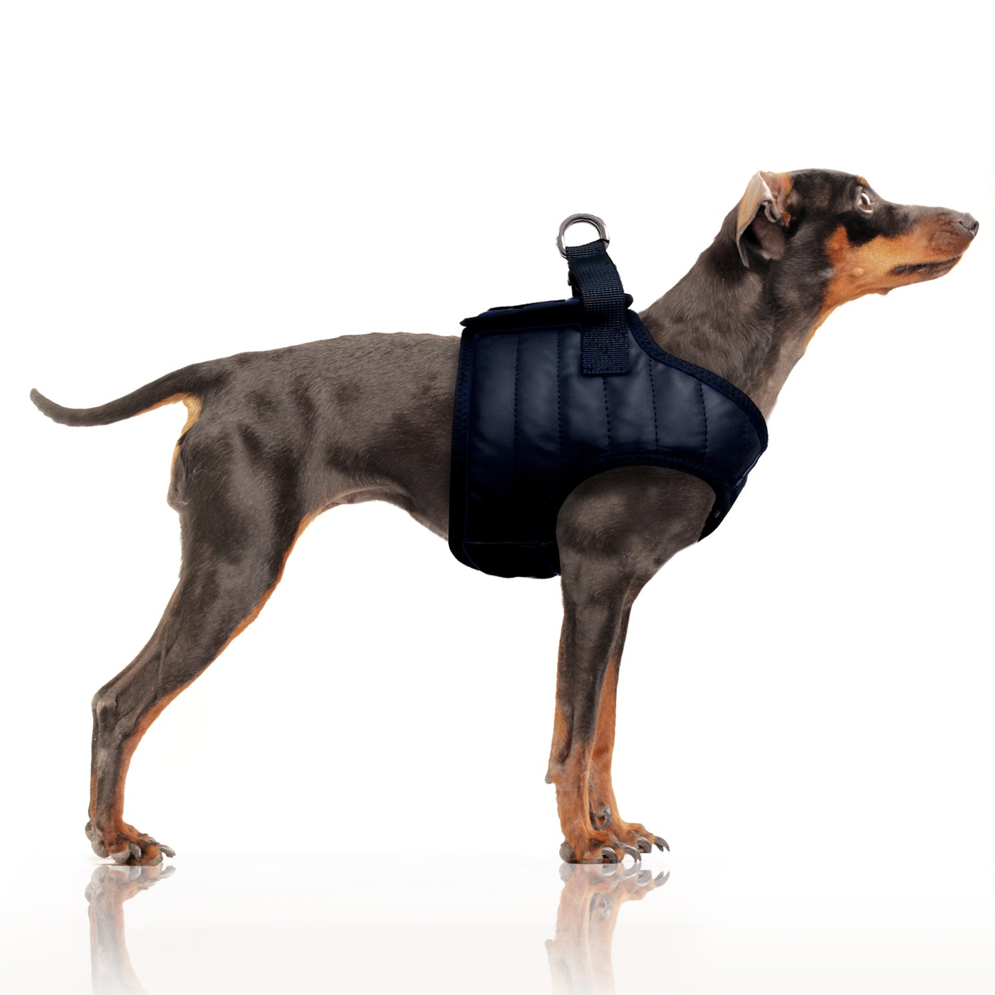 Harnais Veste NAUTIC pour chien – Milk & Pepper