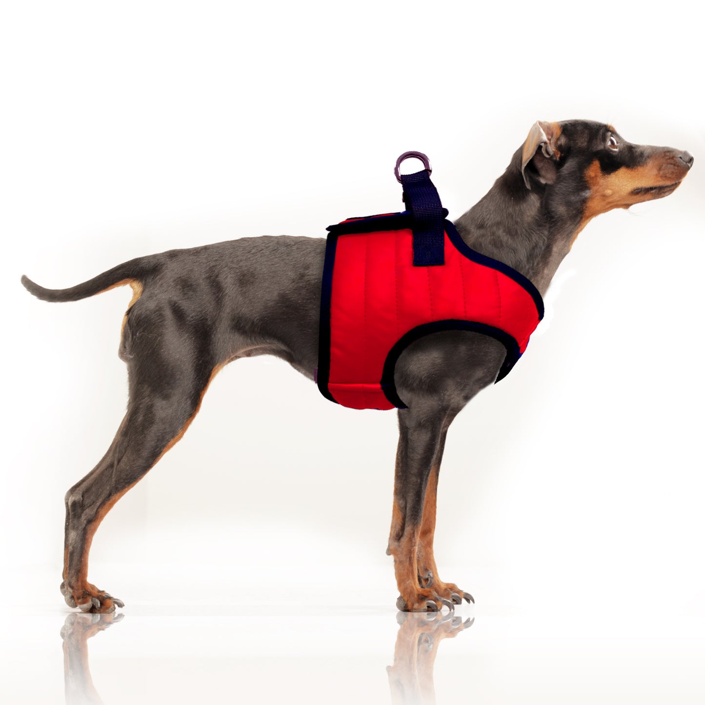 Harnais Veste NAUTIC pour chien – Milk & Pepper
