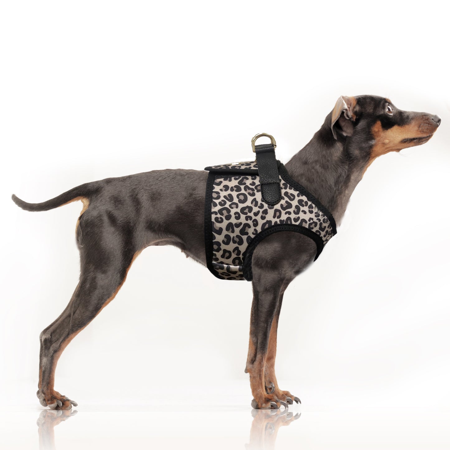 Harnais Veste Léopard ZENDAYA pour chien – Milk & Pepper