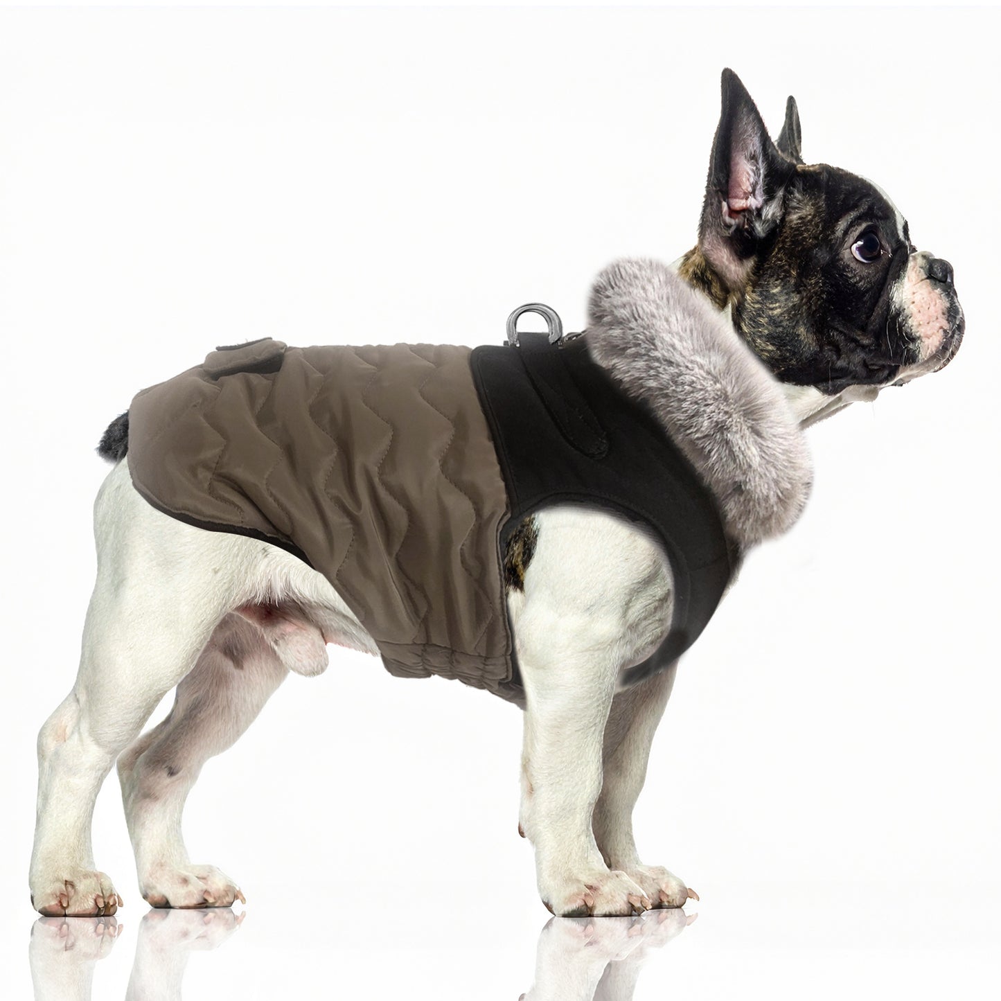 Doudoune AUGUSTE imperméable avec harnais intégré pour chien bouledogue – Milk & Pepper