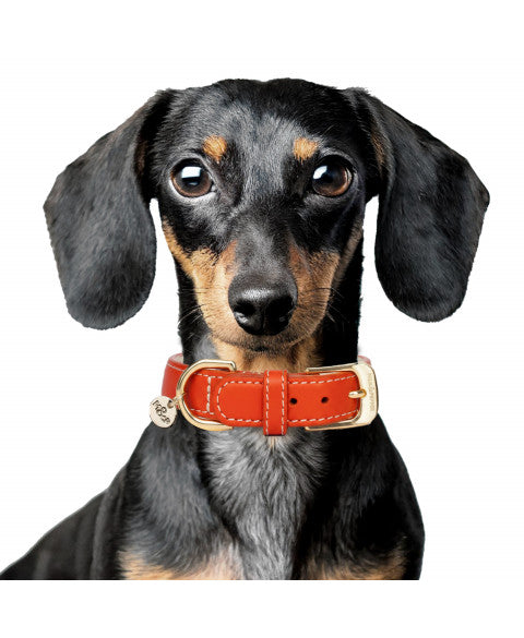 Collier cuir VENDÔME pour chien – Milk & Pepper