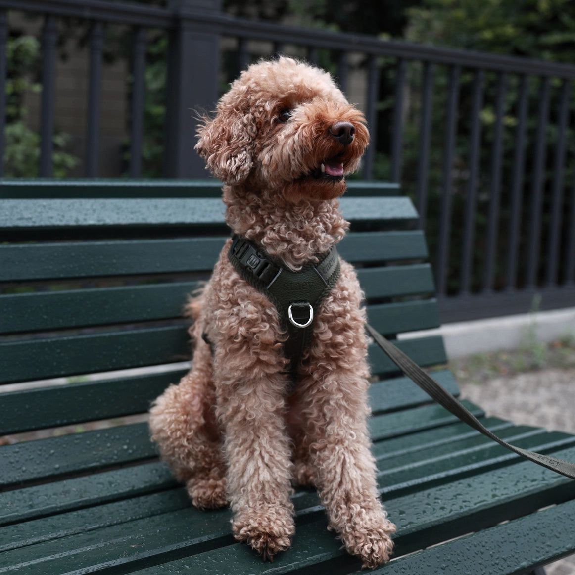 Harnais pour chien NUMA STAEY – Léger, ergonomique et confortable