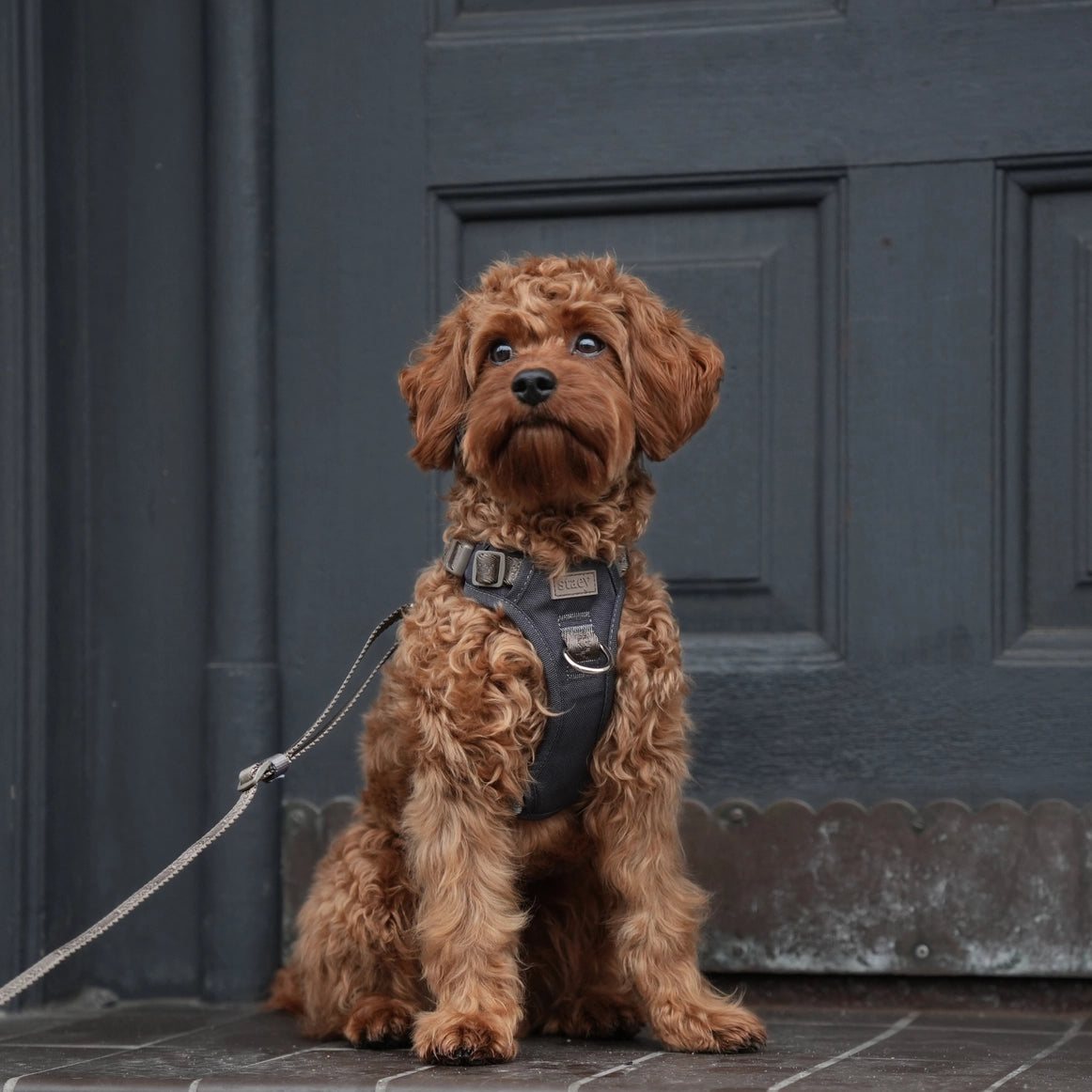 Harnais ELMA  pour chien – Staey