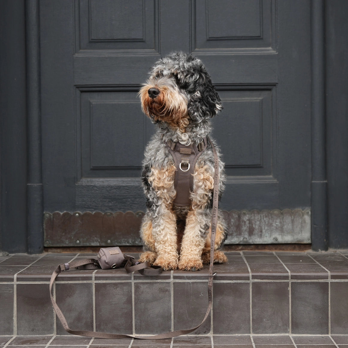 Harnais ELMA  pour chien – Staey