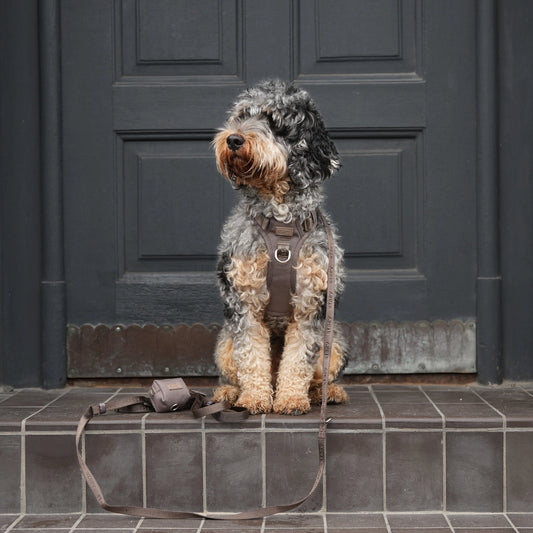 Harnais ELMA  pour chien – Staey