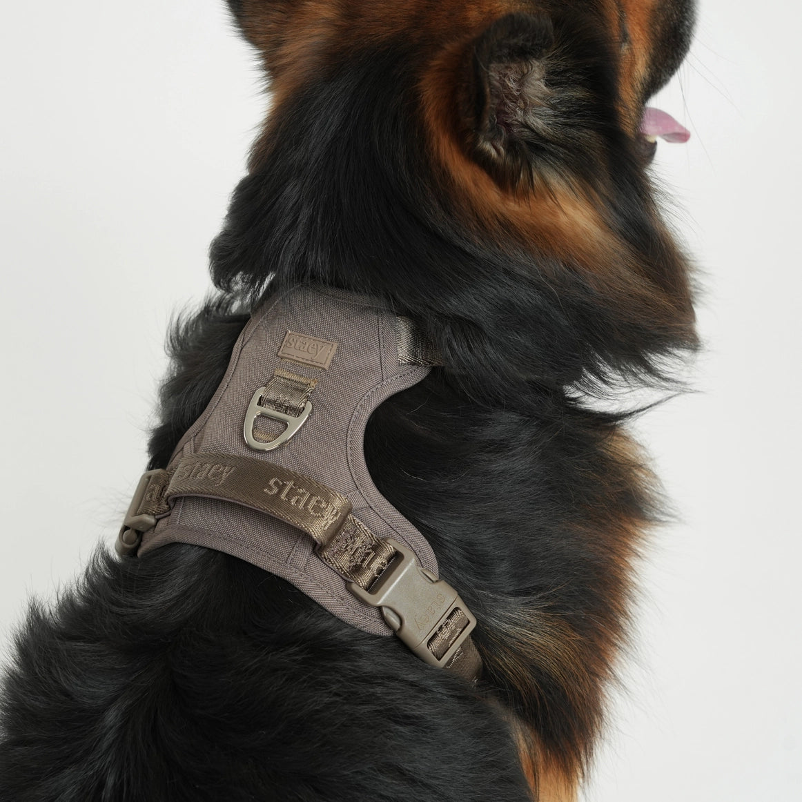Harnais ELMA  pour chien – Staey