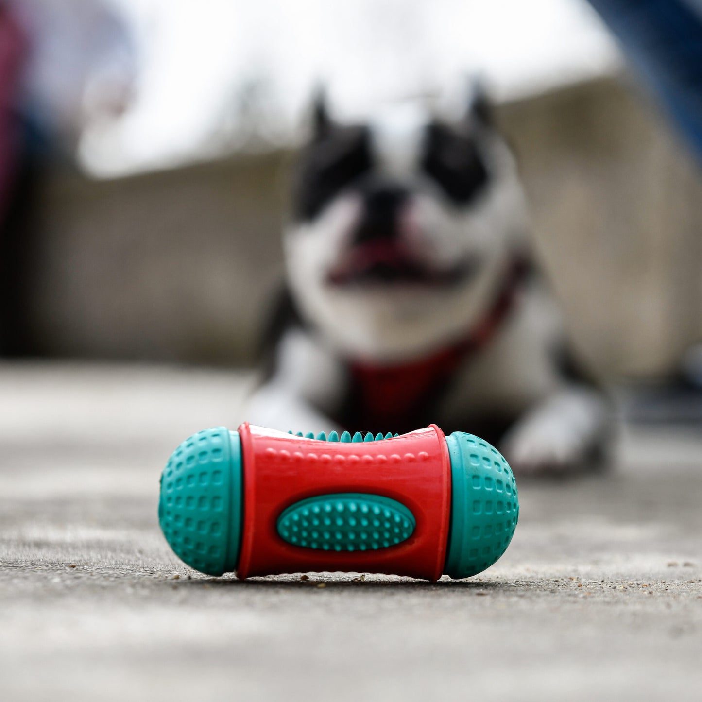 Jouet Peanut Snack – Distributeur de friandises pour chien