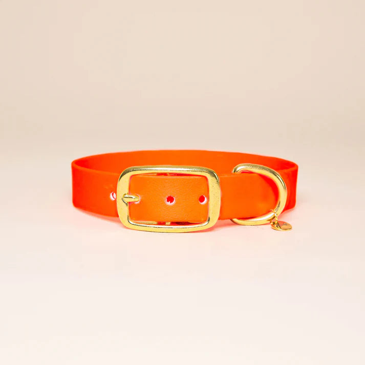 Collier en Biothane pour chien – Fidèle Paris
